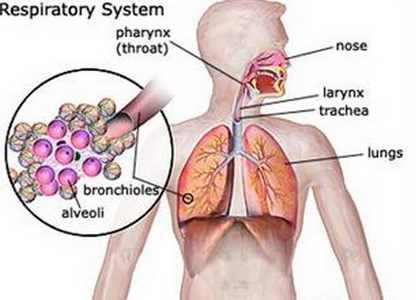 <p>Involves <strong>widespread inflammation in the bronchioles</strong>, driven by <strong>T cells</strong>, triggered by inhaling tiny particles (&lt;3 µm).</p>