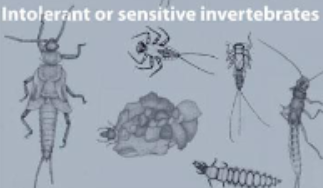 <p>Intolerant or sensitive invertebrates </p>