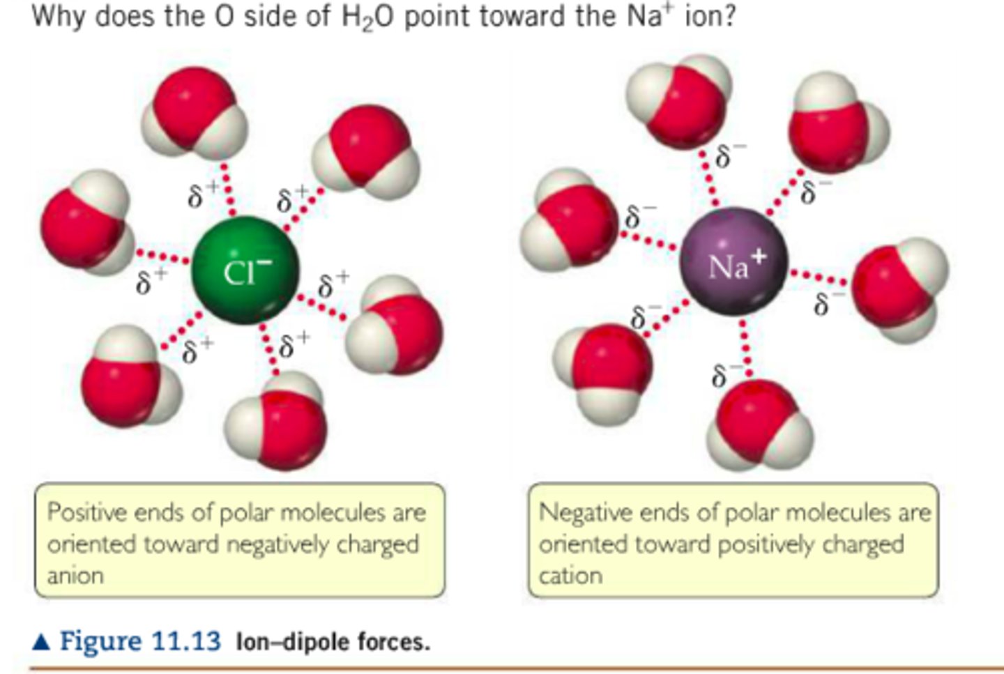 <p>attractive forces between an ion and a polar molecule (usually water)</p>