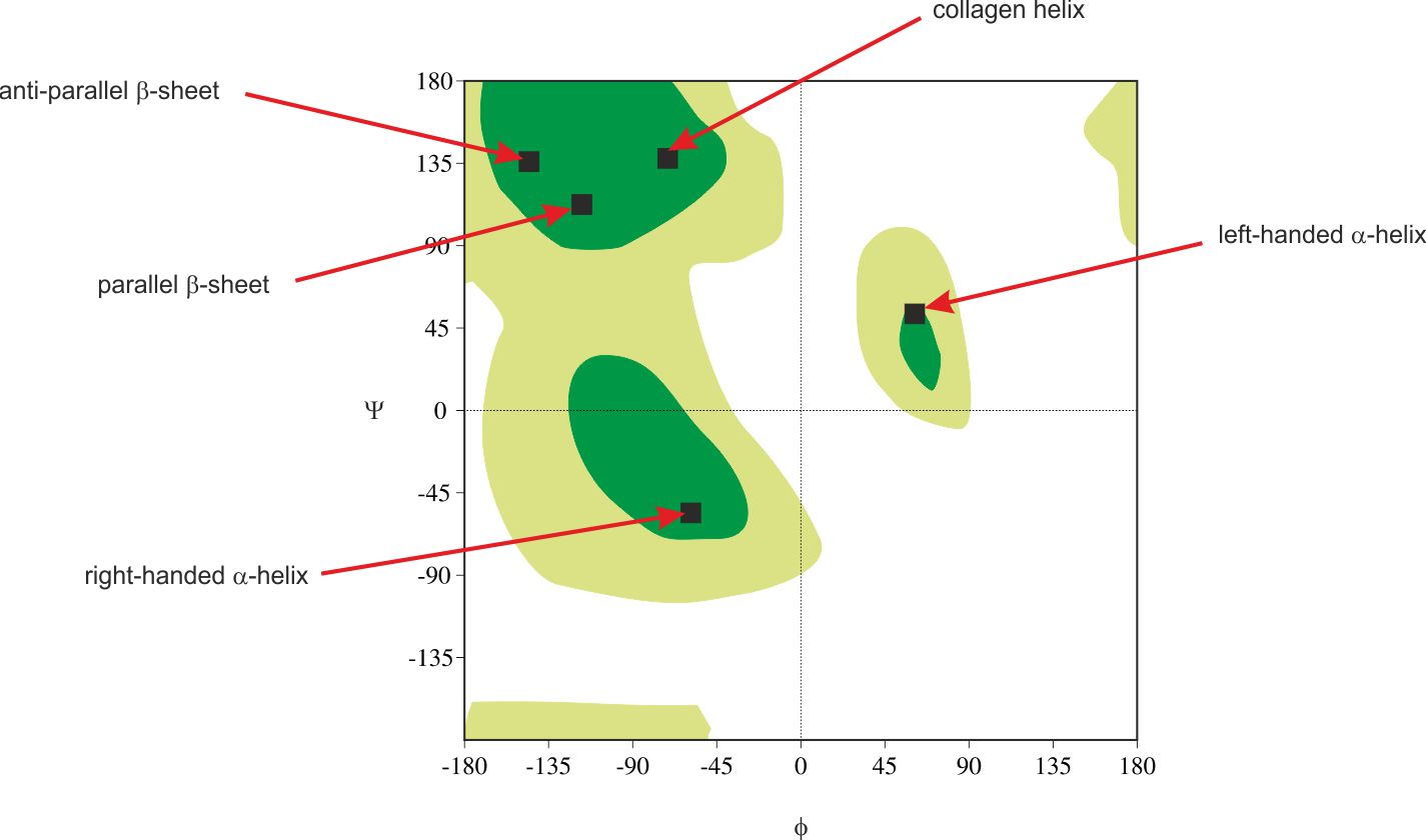<p>A representation of all the peptide bond dihedral angles from a single protein represented in a plot</p><p>The number of Φ and ψ are highest in two broad “permitted” areas</p><p>Most are forbidden due to steric hindrance</p>