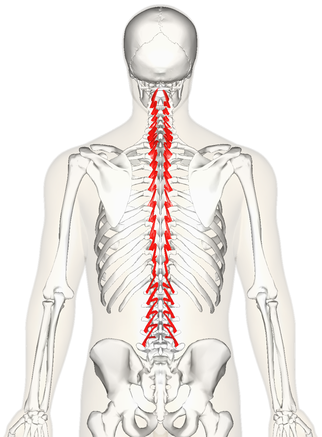 <p>Rotatores <strong>INNERVATION</strong></p>