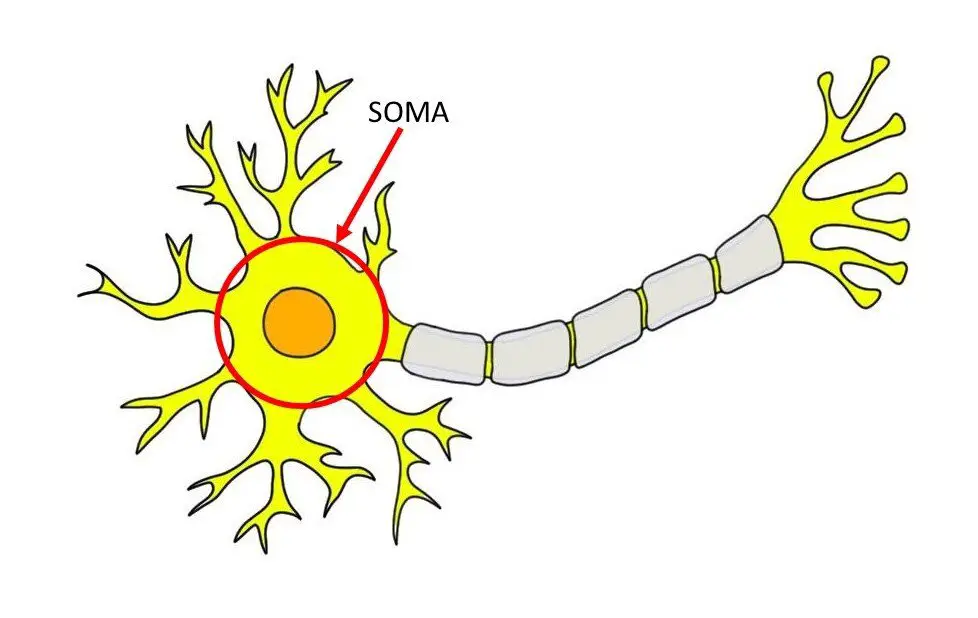 <p>the nucleus in the neuron - tell when and where to code genes, makes RNA</p>