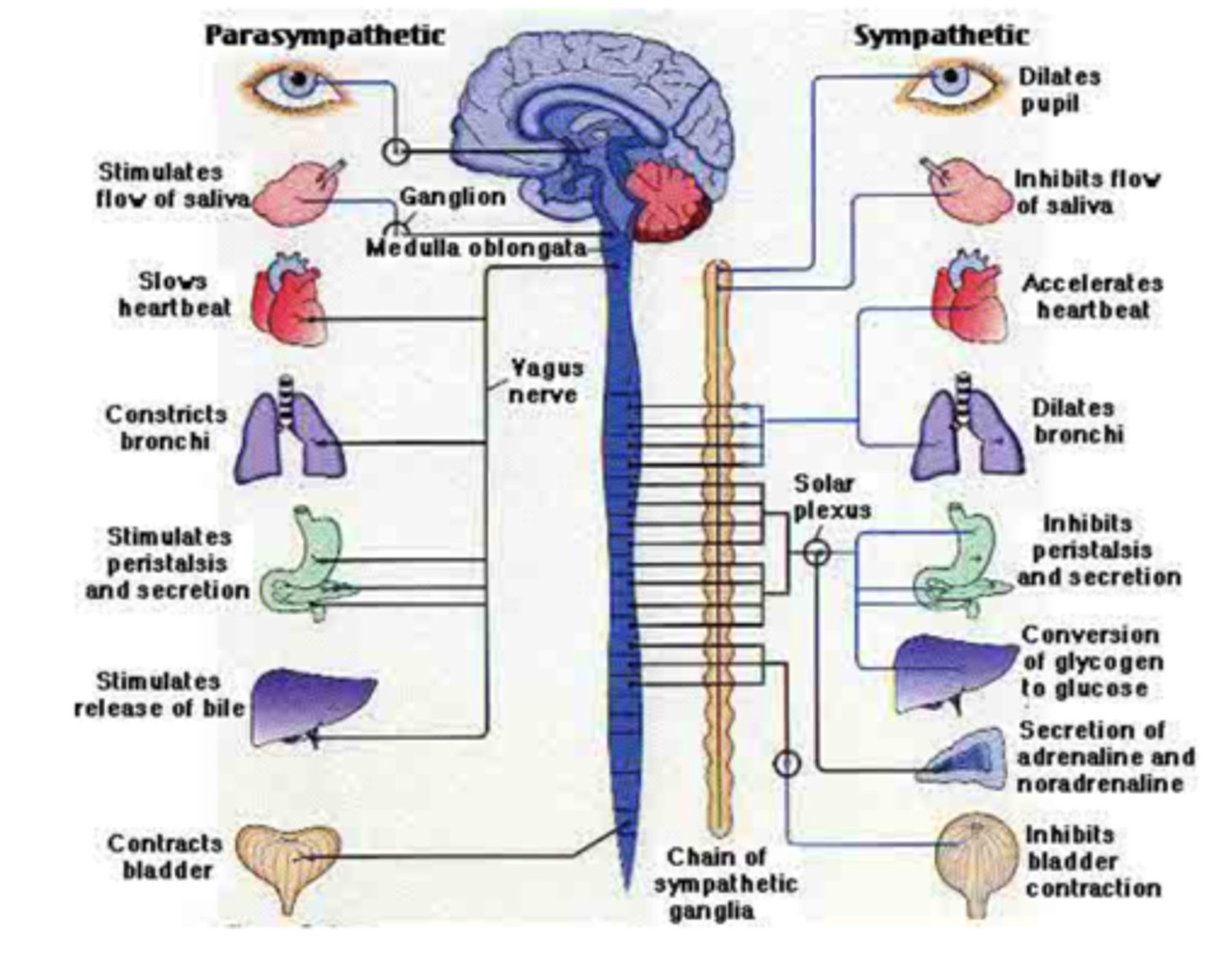<p>Largely involuntary system</p><p>Preserves homeostasis</p><p>Regulates multiple organ systems</p><p>Highly integrated system</p><p>Centers located throughout CNS</p><p>Two branches</p><p>Sympathetic Nervous System (SNS)</p><p>Parasympathetic Nervous System (PNS)</p><p>Sympathetic (fight-flight or freeze)and parasympathetic (rest and digest)</p><p>Pulling an all-nighter, being exhausted at 2am but energy comes back at 10am</p><p>ANS is physiologically important during:</p><p>Transition from wake to sleep</p><p>Normal architecture changes associated with the sleep cycle (non-REM, SWS, REM)</p><p>Maintenance of</p><p>Blood pressure (CV events)</p><p>Gastric acid secretion (GERD)</p><p>Renal function</p><p>Breathing (OSA &amp; asthma)</p>