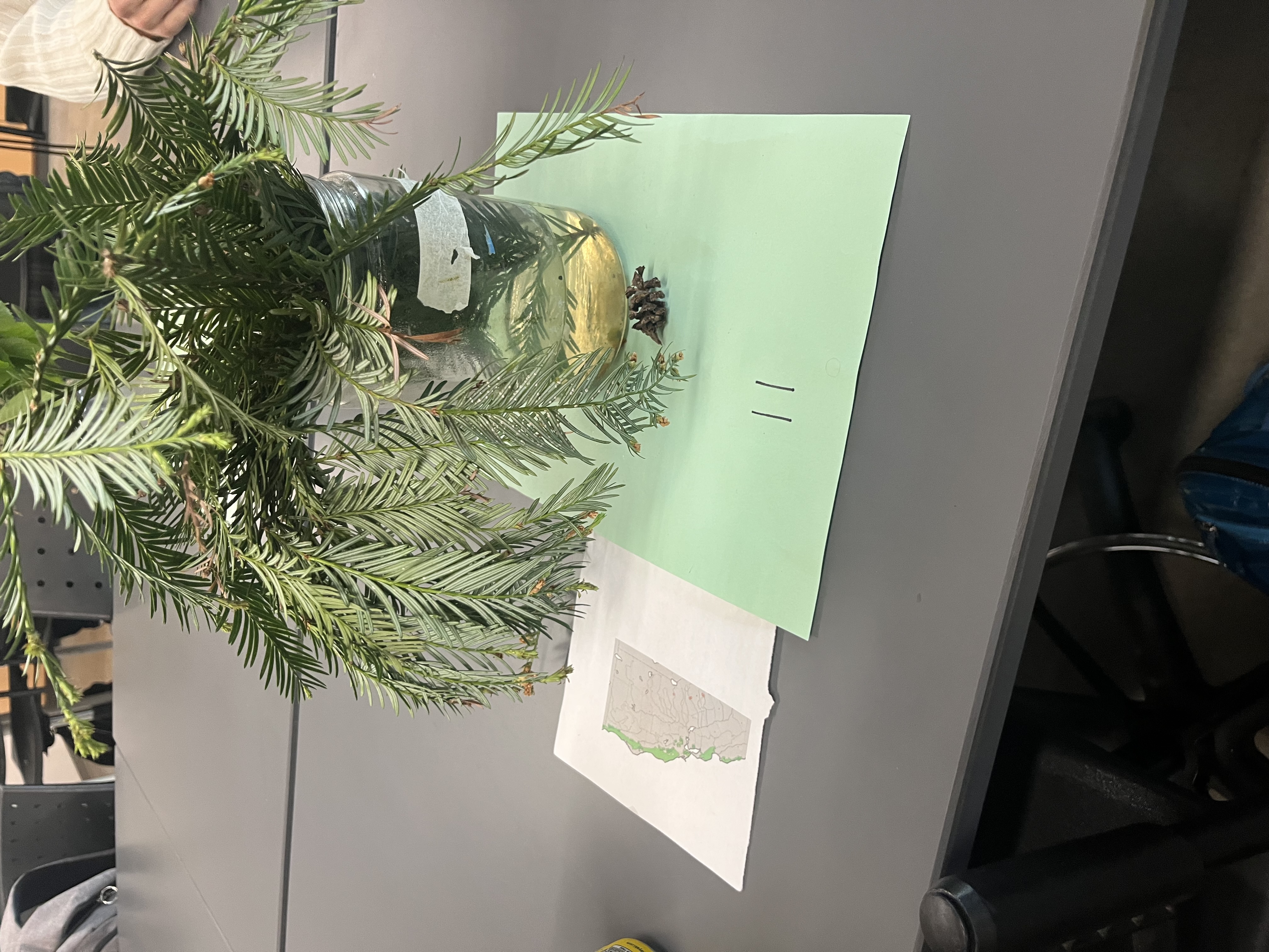 <p>only coastal tree. flat and green needles. small oblong cones.</p>