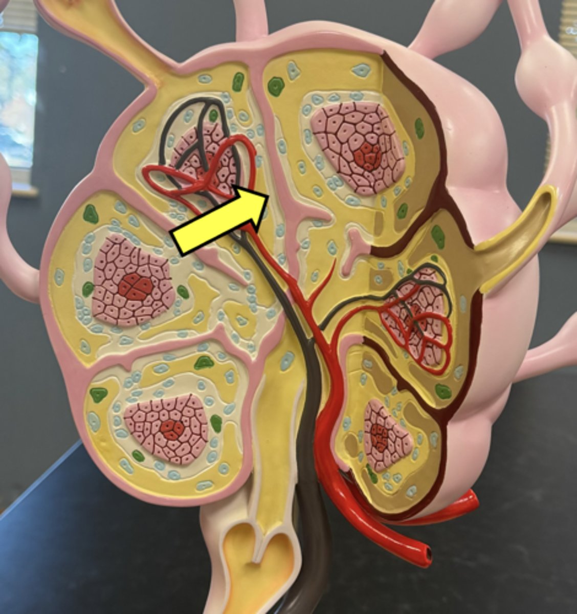 <p>area here with fewer cells</p>