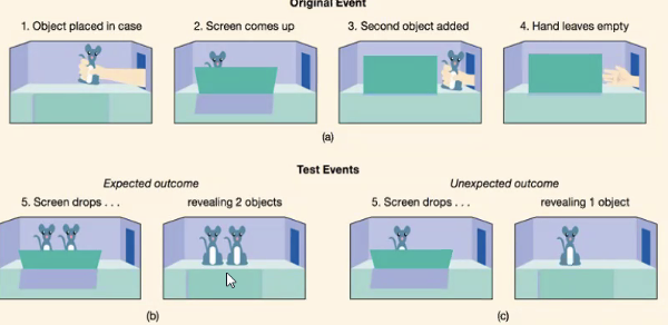 <p>at 5 years old</p><p>children are surprised when screen drops and there’s only one mouse</p><p></p>