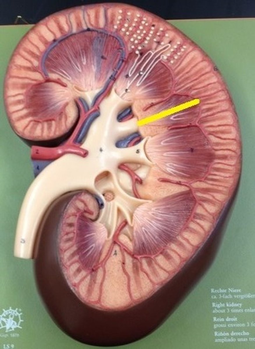 <p>Function:</p><p>Concentrates urine</p><p>Characteristics:</p><p>Inner region of the kidney</p><p>Contains renal pyramids</p><p>Lighter, striated appearance</p>