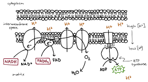 <p><em>What is oxidative phosphorylation, and how does it produce ATP?</em></p>