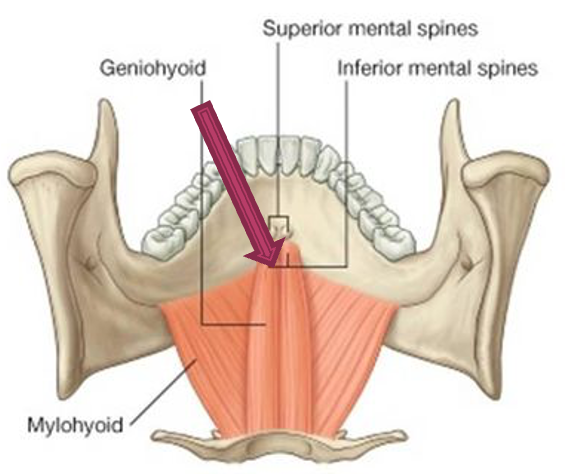 <p>origin: mandible</p><p>insertion: hyoid bone</p><p>innervation: C1</p><p>action: pulls hyoid bone anterosuperiorly, shortens floor of mouth, widens pharynx</p>