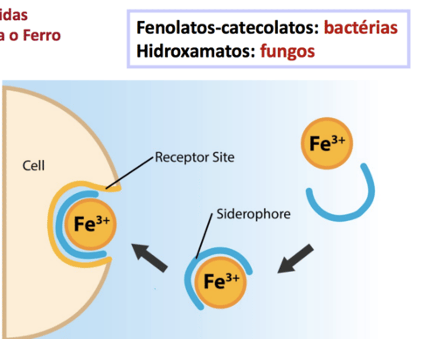 <p>- Proteínas de baixo peso molecular produzidas</p><p>pelas bactérias, com grande afinidade para o Ferro</p><p>- Não específicas das bactérias patogénicas</p><p>O Fe é crucial para as bactérias</p><p>Os sideróforos são excretados pelas bactérias quando existe pouco Fe disponível no meio</p><p>Os sideróforos complexam o ião férrico</p><p>As bactéria patogénicas disputam o Fe com os seus hospedeiros</p>