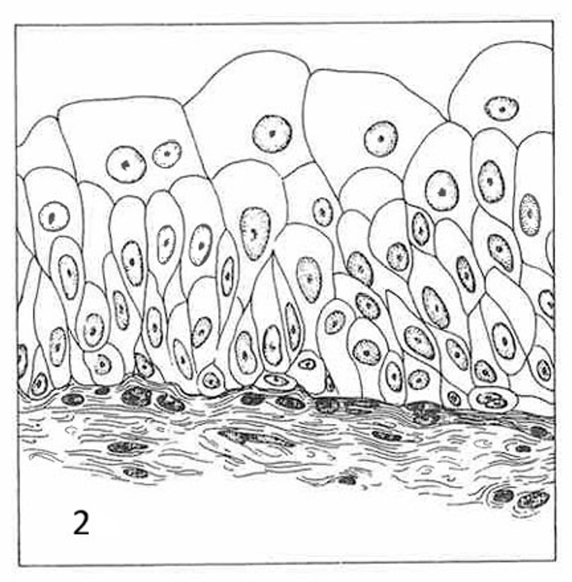 <p>What is the function of this tissue?</p>