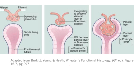 <p>Renal Corpuscle</p>