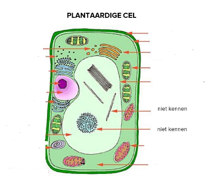 Plantaardige cel
