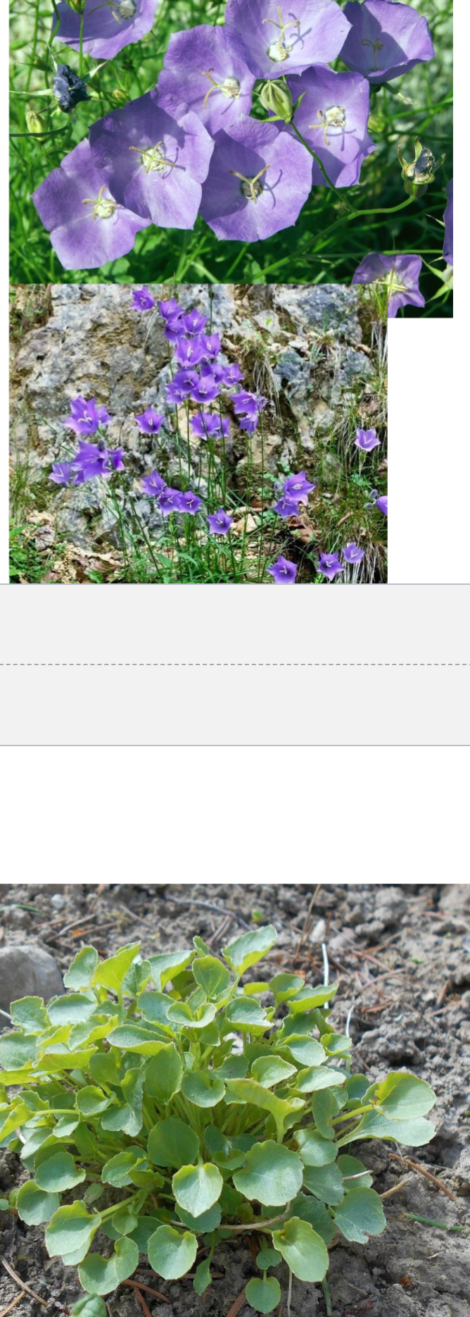 <p>Sun</p><p>Ground cover(?)</p>