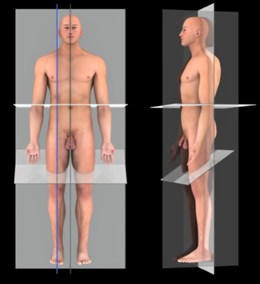 <p>divides body into left and right</p>