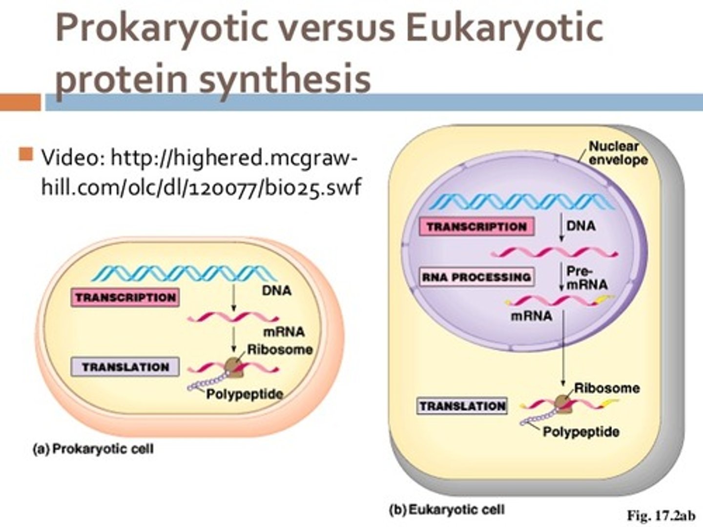 <p>(B) Nucleus, Cytosol</p><p>In eukaryotic cells, transcription takes place in the Nucleus. In bacteria, transcription takes place in the Cytosol.</p>
