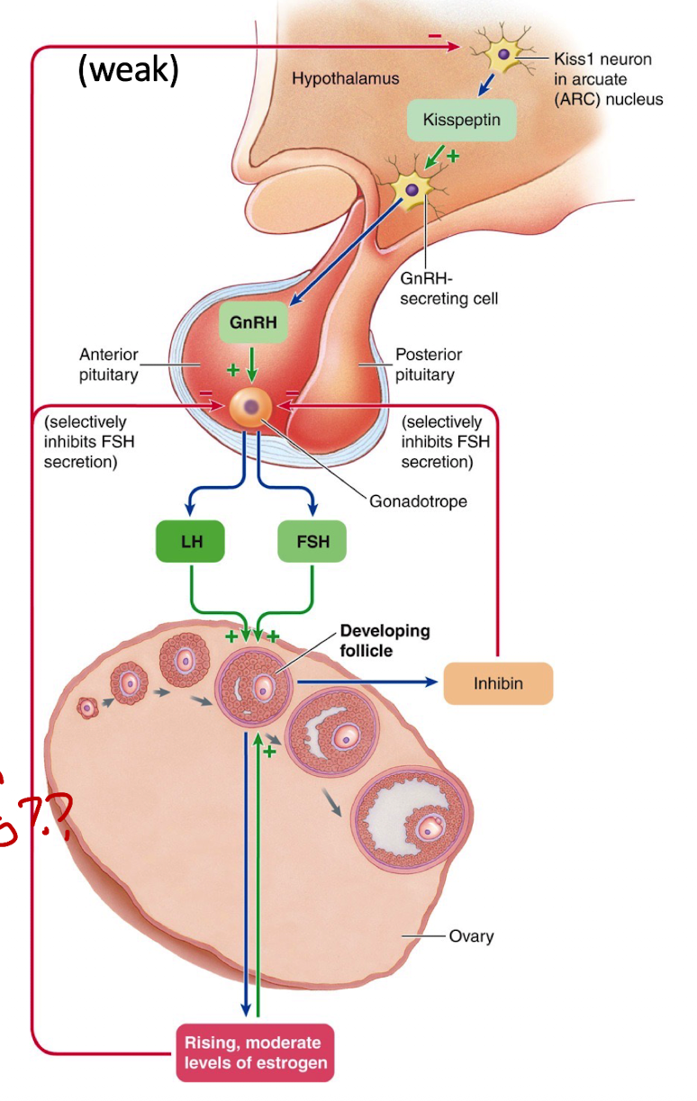 <ul><li><p>LH stimulates thecal cells → produce androgens</p></li><li><p>FSH stimulates granulosa cells → convert androgens to estradiol (via aromatase)</p></li><li><p>Granulosa cells also release inhibin, which helps suppress FSH</p></li><li><p>Estradiol + FSH together help the follicle grow and form the antrum</p></li><li><p>Low estrogen levels at this stage give weak negative feedback to the hypothalamus (through kisspeptin neurons in the pulse center)</p></li></ul><p>Peak function of CL: 6-7 days, starts drops after</p><p></p>