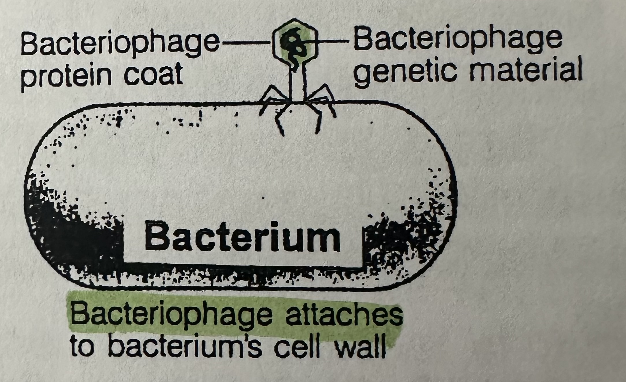 <p>Attachment of the virus to the host cell</p><p>Bacteriophage attaches itself tail down to a <strong>specific host </strong>bacterial cell, because tail fibers of the phage are chemically attracted to specific receptor sites on the bacterial cell wall (lock and key).</p>