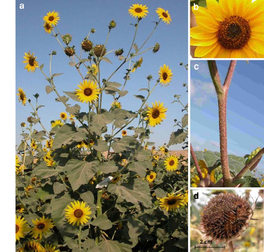 <p>Common Sunflower</p>
