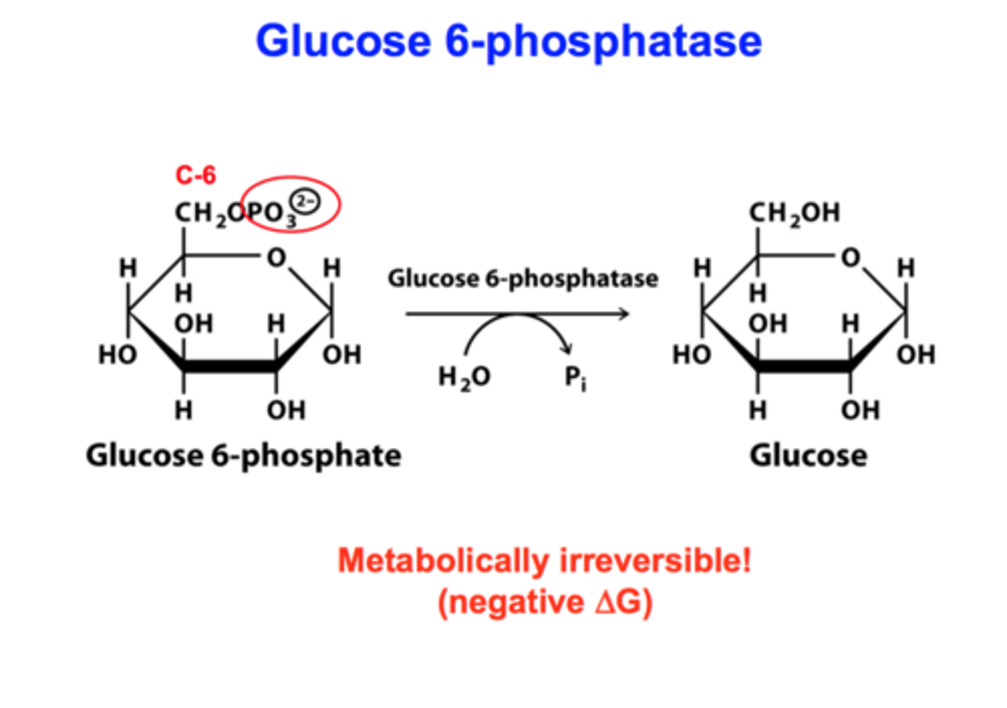 <p>reactant: glucose 6-phosphate + H2O</p><p>enzyme: glucose 6-phosphatase</p><p>product: glucose + Pi</p><p>- large negative delta G (irreversible)</p><p>- only found in lumen of ER of liver &amp; kidney cells</p>