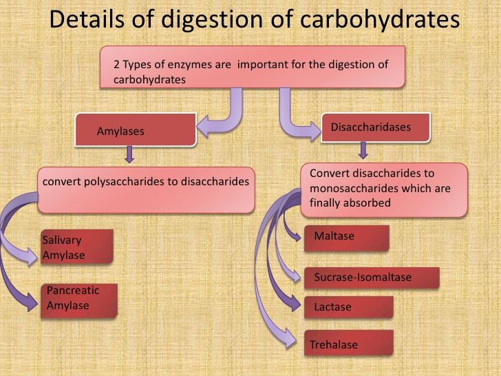 <p><span><span>to the liver and either released as glucose into the blood stream, stored as glycogen for later use, or used for fat production. </span></span></p>