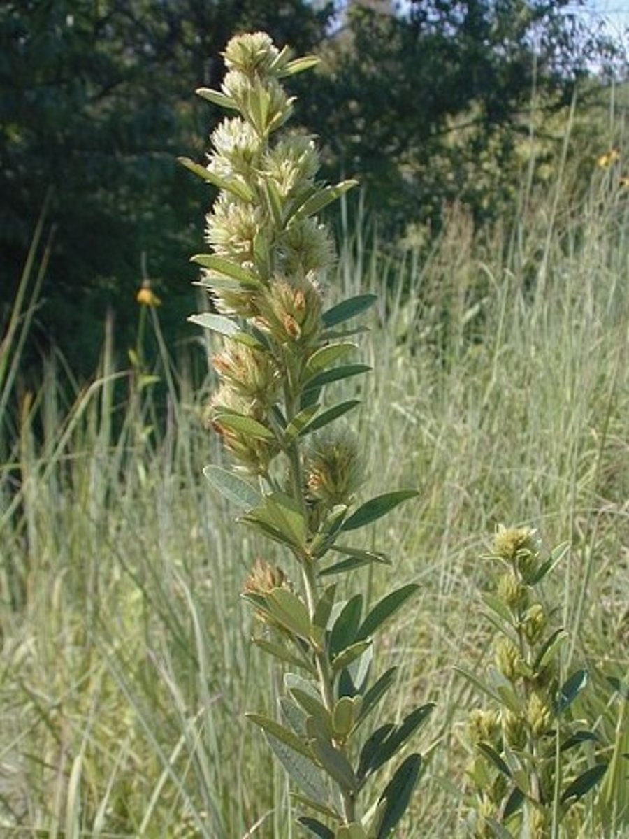 <p>Herbaceous perennial, alternate trifoliate leaf arrangement, legume, pubescence</p>