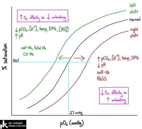 <p>shows oxygen saturation levels relative to the partial pressure of oxygen</p>