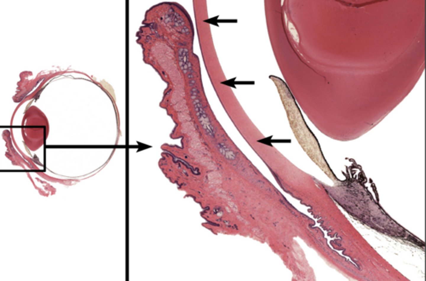 <p>the clear tissue that covers the front of the eye</p>