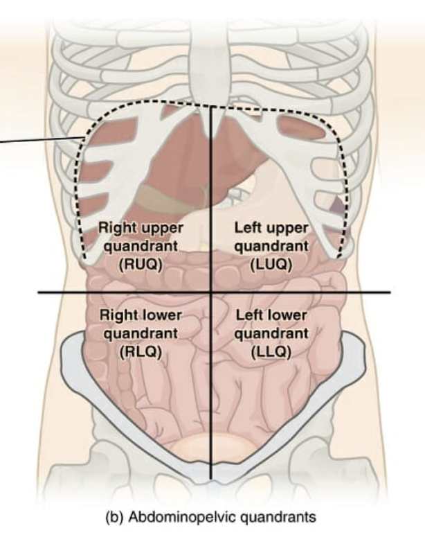 <p>You desribe the PERSON’S left or right, NOT yours when you are looking at them</p><ul><li><p>Right upper quandrant (RUQ)</p></li><li><p>right lower quandrant (RLQ)</p></li><li><p>Left upper quandrant (LUQ)</p></li><li><p>left lower quandrant (LLQ)</p></li></ul><p></p>