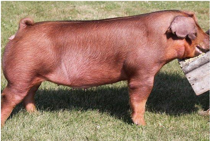 <p>“Only red pig”</p>