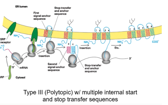 <p>polytopic with alternating signal-anchor sequence and stop-transfer and anchor sequences</p>