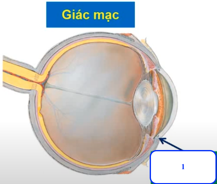 <p>Chi tiết số 1 là gì ? </p>