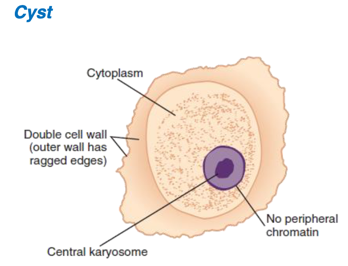 <ol><li><p>central</p></li><li><p>none</p></li><li><p>1</p></li><li><p>granular, vacuole </p></li><li><p>double </p><ul><li><p>outer: jagged</p></li><li><p>inner: smooth </p></li></ul></li></ol><p></p>