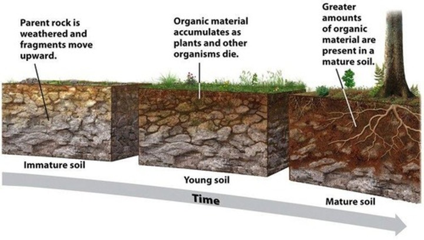 <p>Warmer climates lead to faster breakdown of organic matter and increased weathering</p>