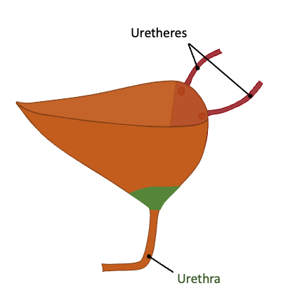 <p>Form af vesica urinaria</p>