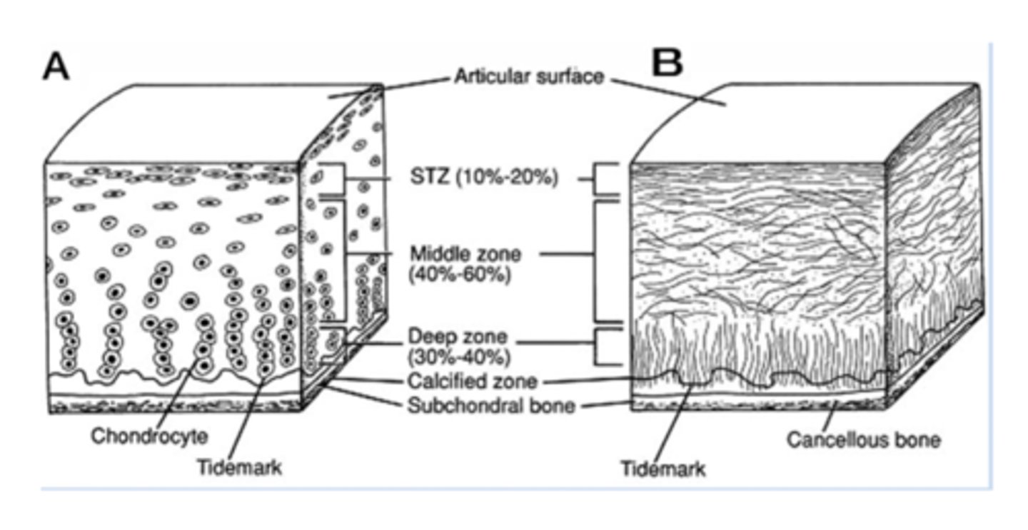 <p>Collagen oriented obliquely</p>