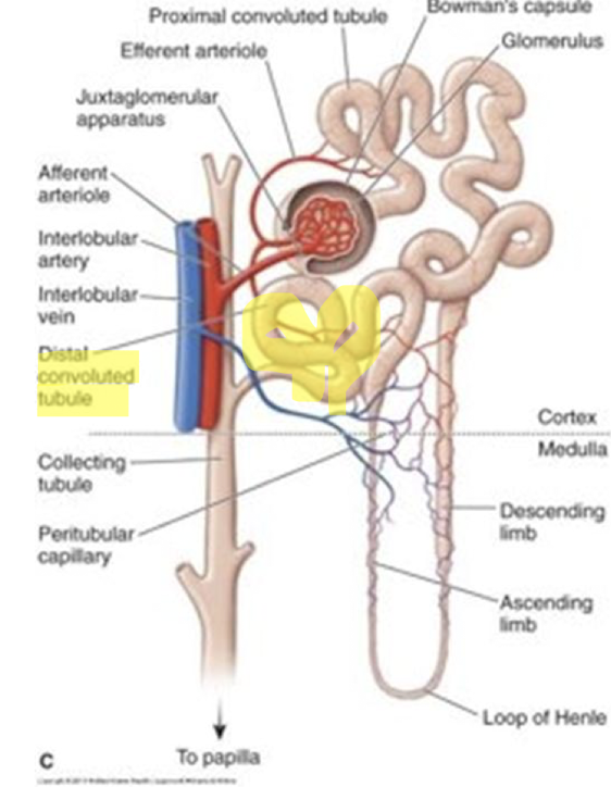 <ul><li><p>Thiazide diuretic → Not as potent as furosemide</p></li><li><p>Edema + Volume overload (HF) + HTN → 1st line</p></li><li><p>Inhibits sodium reabsorption in distal tubules → Increased excretion of sodium + water + potassium</p></li><li><p>Diuresis</p></li></ul><p></p>