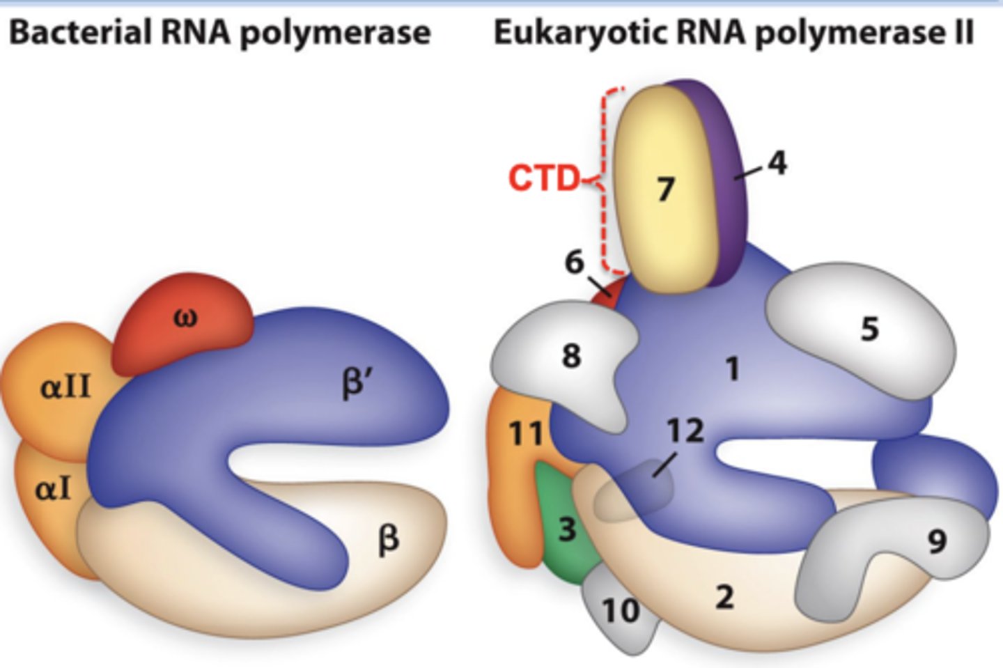 <p>This is the largest subunit in the RNA pol complex. It binds to the DNA to position the complex to select the transcription start site. Additionally, there are heptad repeats that can be phosphorylated in different patterns in order to attract different processing factors.</p><p>*Beta prime ortholog</p>