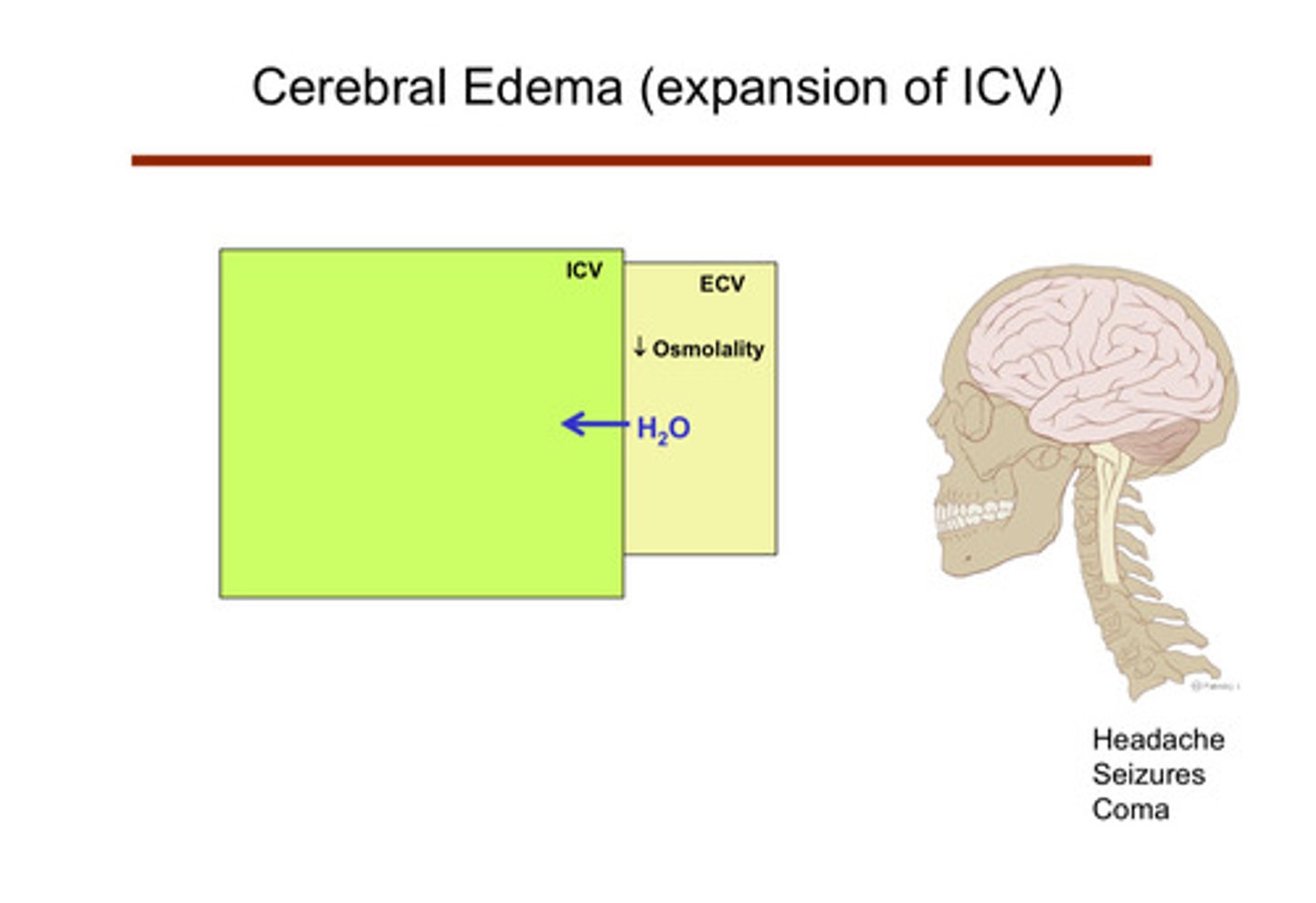 <p>1) hyponatremia definition is: serum Na &lt;135 mEq/L (relatively too much water)</p><p>2) lets say you drank so much water which is causing the hyponatremia</p><p>3) the ECV has decreased osmolality now as a result of the excess water</p><p>4) the water in the ECV is naturally going to go across the barrier into the ICV where there is a higher concentration (higher osmolality) in order to even things out (water just does this; it naturally balances out)</p><p>5) the water going into the ICV is going to expand the size of the cells</p><p>6) anywhere else in the body, this is not life threatening, but in the brain, it can cause cerebral edema (brain swelling) which can be accompanied with headaches, seizures, and coma</p>