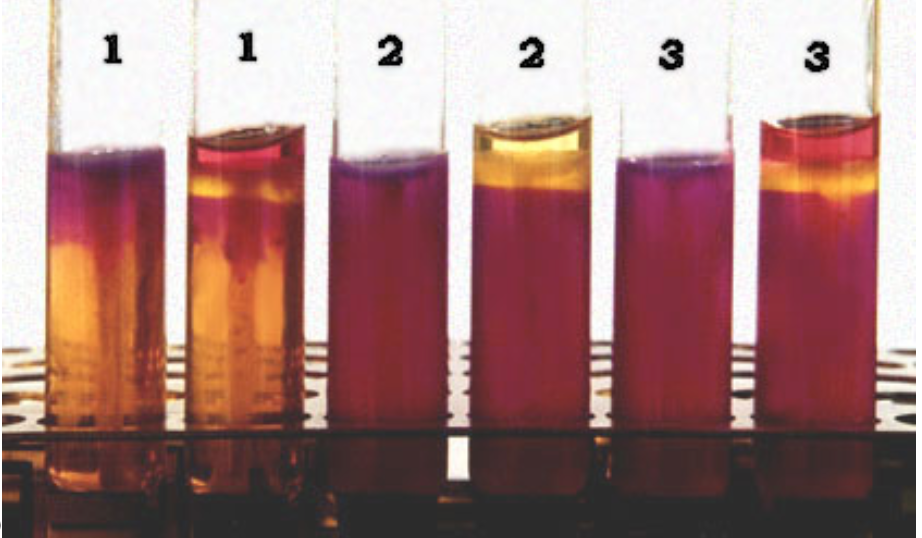 <p>MIO test identification practice (tubes on right have Kovac’s and tubes on left don’t)</p>