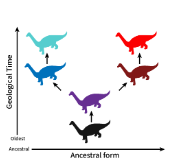 <p>Cladogenesis</p>