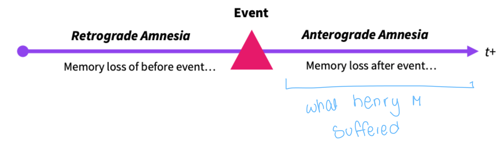<ul><li><p>Amnesia: severely impaired LTM due to brain trauma</p></li></ul><ul><li><p>Retrograde Amnesia: difficulty remembering events that occurred leading up to the event</p></li><li><p>Anterograde Amnesia: difficulty remembering any new information they encounter. </p></li></ul><p></p><p>Henry Gustav Molaison: fell of his bike, started having seizures so the doctors removed the left hippocampus.</p><ul><li><p>after the surgery he stopped having seizures, maintained cognitive and intellectual functioning however he could not form new long term memories</p></li><li><p>interestingly, his short term memory remained intact</p><ul><li><p>could repeat lists of words to rmr a sentence that was said to him and reply meaninfully</p></li><li><p>reportedly maintained information for up to 15 minutes,</p></li><li><p>taken as info that STM and LTM rely on diff brain mechanisms. </p></li></ul></li></ul><p></p>