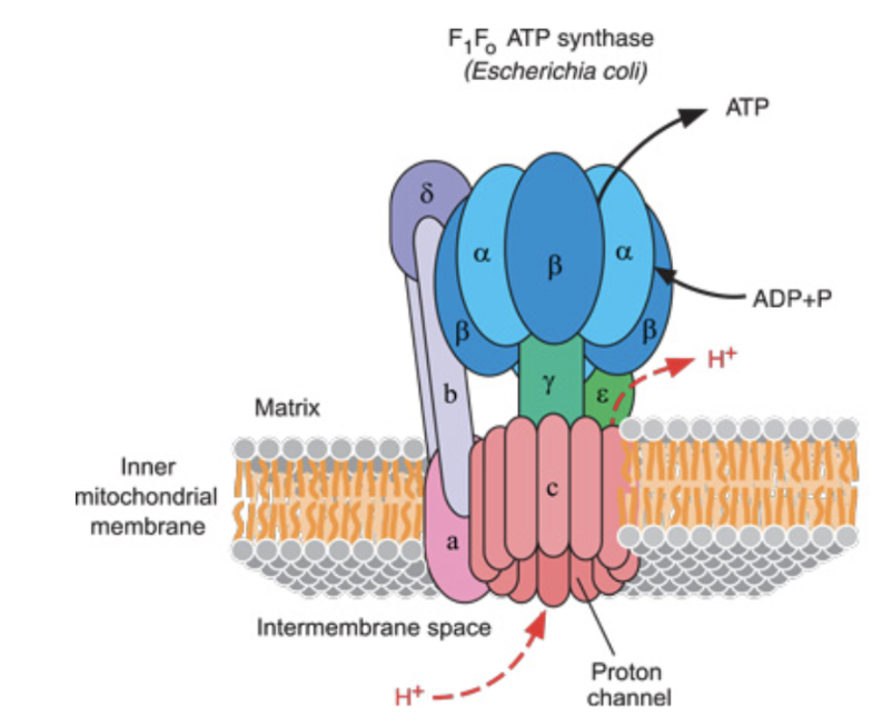 <p><span>This causes Beta subunit of F<sub>1</sub> to:</span></p><ol><li><p><span>Accept ADP and Pi</span></p></li><li><p><span>React them to give ATP</span></p></li><li><p><span>Release the ATP</span></p></li></ol><p><br><span>Every time 3 H+ come in, the beta-subunit (there are 3) changes conformation, and forms 1 ATP</span></p><p></p>
