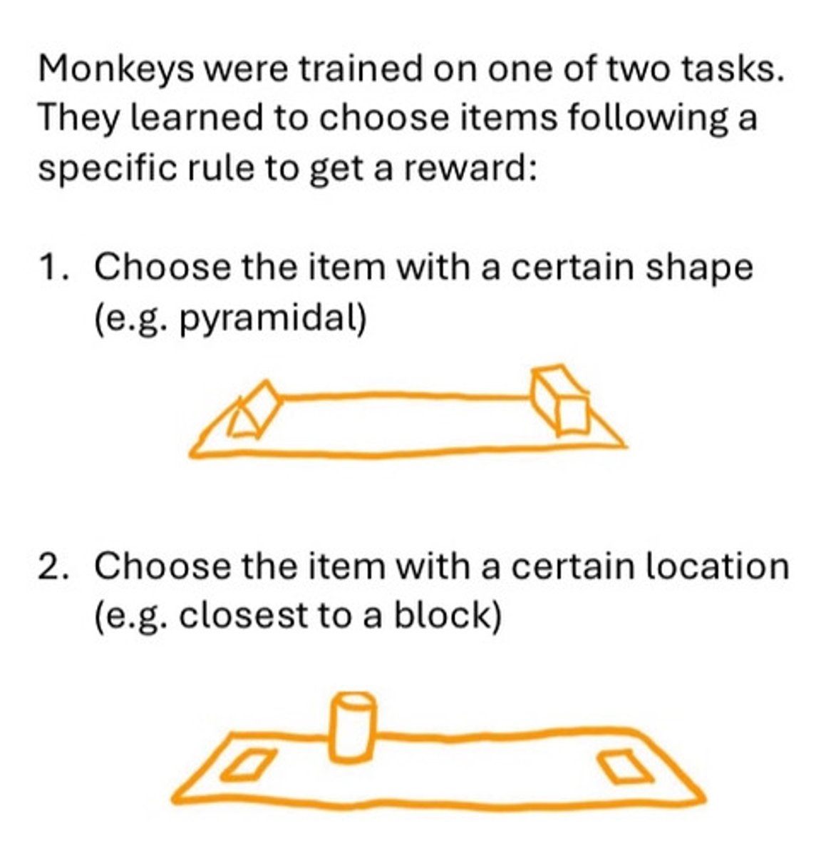 <p>monkey studies:</p><p>posterior parietal lesion (dorsal) → poor spatial/location discrimination → "where" pathway</p><p>inferotemporal cortex lesion (ventral) → poor object discrimination → "what" pathway</p><p>human support:</p><p>dorsal damage → can describe objects but can't reach accurately</p><p>ventral damage → can reach for objects but can't identify them</p>