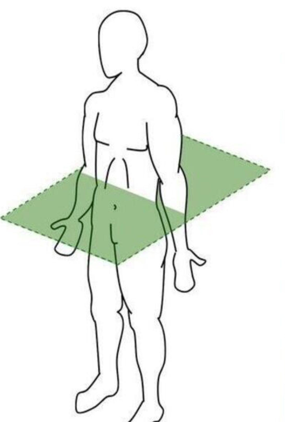 <p>Which plane shows top/bottom halves?</p>