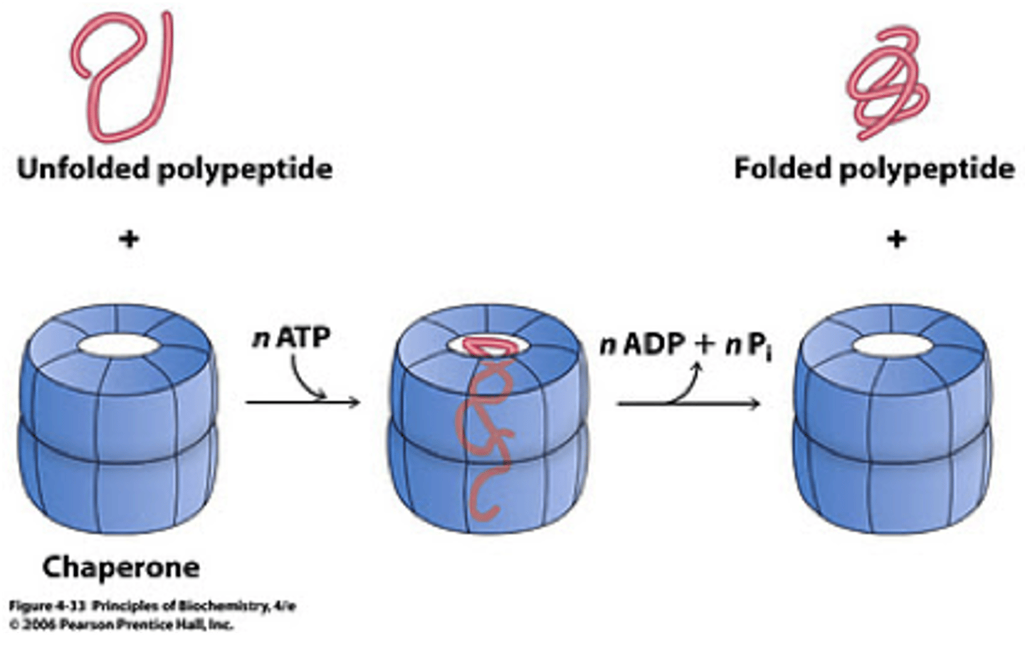 <p>Proteins that assist in protein folding keeps proteins from aggregating in nonfunctional units</p><p>Shakes until protein is folded</p>