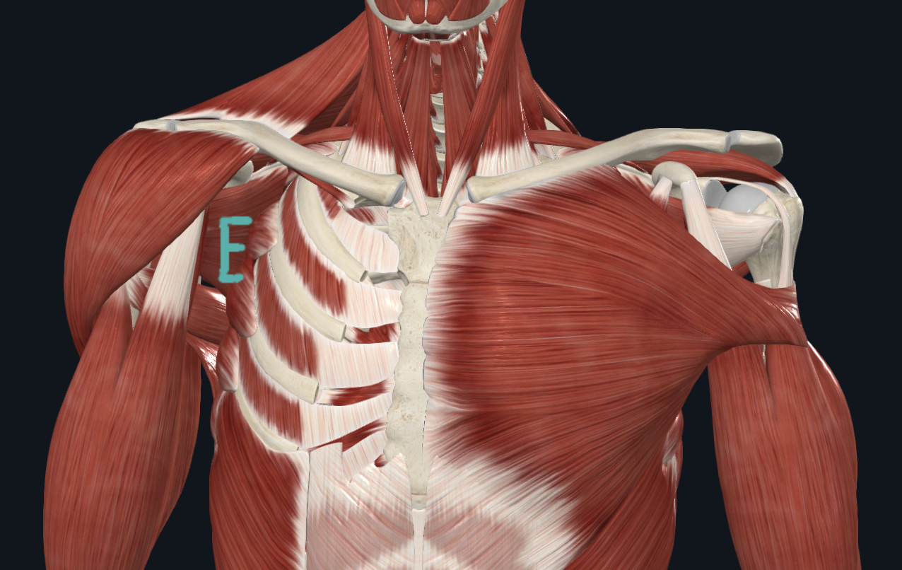 <table style="min-width: 75px;"><colgroup><col style="min-width: 25px;"><col style="min-width: 25px;"><col style="min-width: 25px;"></colgroup><tbody><tr><td colspan="1" rowspan="1" style="width: 120.15pt; border: 1pt solid windowtext; padding: 0in 5.4pt; height: 30pt;"><p class="MsoNormal">O: Anterior/Lateral aspects of upper 9 ribs</p></td><td colspan="1" rowspan="1" style="width: 120.15pt; border-width: 1pt 1pt 1pt medium; border-style: solid solid solid none; border-color: windowtext windowtext windowtext currentcolor; border-image: none; padding: 0in 5.4pt; height: 30pt;"><p class="MsoNormal" style="text-align: center;">I: Anterior surface of medial scapula border</p></td><td colspan="1" rowspan="1" style="width: 120.15pt; border-width: 1pt 1pt 1pt medium; border-style: solid solid solid none; border-color: windowtext windowtext windowtext currentcolor; border-image: none; padding: 0in 5.4pt; height: 30pt;"><p class="MsoNormal" style="text-align: center;">A: Scapular abduction, upward rotation</p></td></tr></tbody></table><p>E</p>