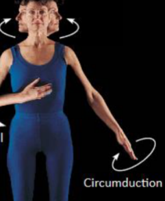 <p>Circular motion at the hip/shoulder</p>