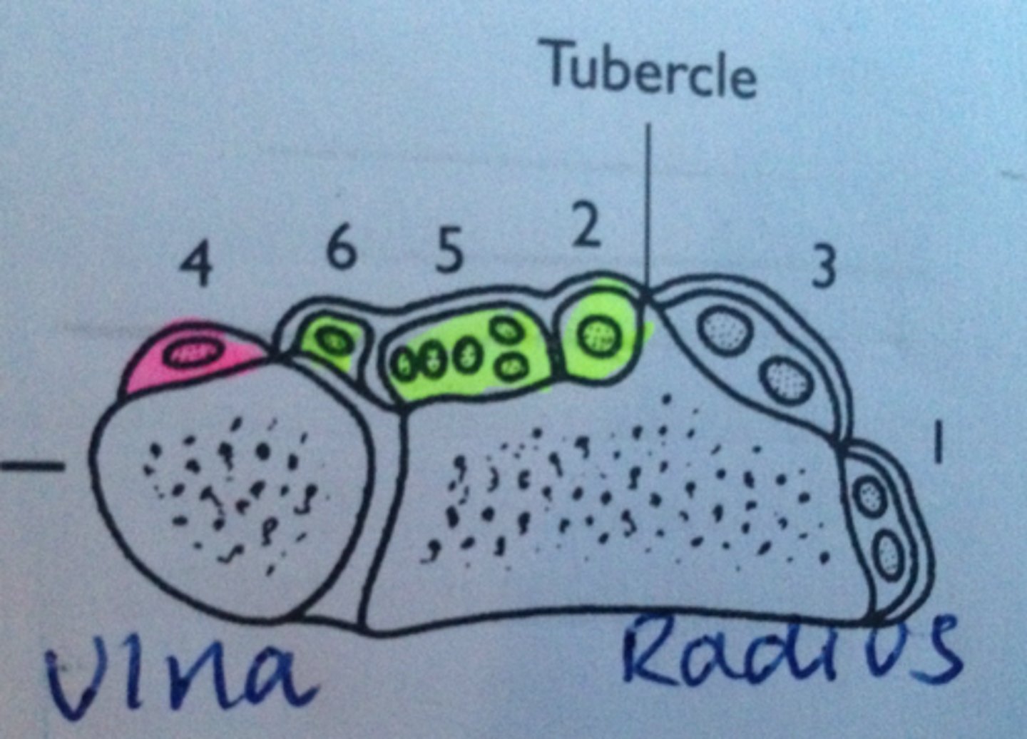 <p>(1) Abductor pollicis longus + extensor pollicis brevis</p><p>(2) Extensor carpi radialis long + brevis</p><p>(3) Extensor pollicis longus</p><p>(4) Extensor digitorum + indicis</p><p>(5) Extensor digiti minimi</p><p>(6) Extensor carpi ulnaris</p>