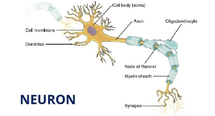 <p>Synapse: specialized areas of contact between neighbouring neurons’ axon and dendrite</p><p>Dendrite: Interface with other nerve cells/organs/tissues, short transmitting signals from other neurons to cell body, branch extensively creating tree like structure </p><p>Axon: Signal carrying extension that conducts action potentials away from cell to target, dictate speed of transmission by axon diameter, one per neuron , in PNS a bundle is called a nerve</p><p>Cell body: Responsible for metabolic maintenance of cell and site of signal generation, in PNS a bundle is called a ganglion, in CNS it is called nucleus </p>